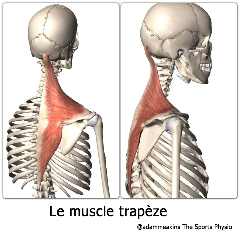 Trapèze sup : un muscle trop évalué, mal jugé, et bien mal compris ...