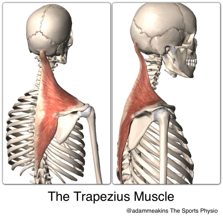 Upper Traps: Over assessed, over blamed, and very misunderstood! - Physio  Network