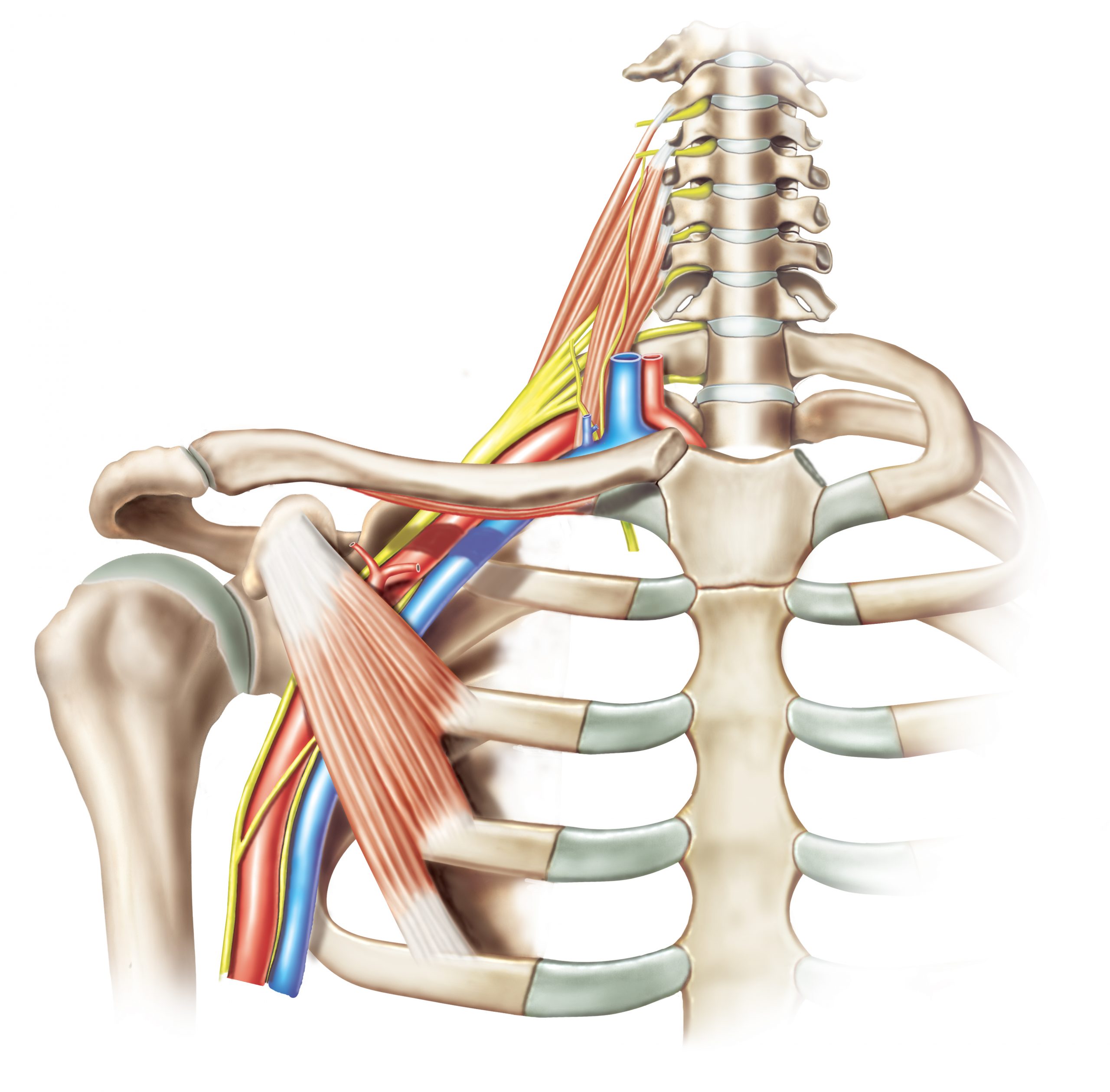 How to Assess the Brachial Plexus “Stinger” Physio Network